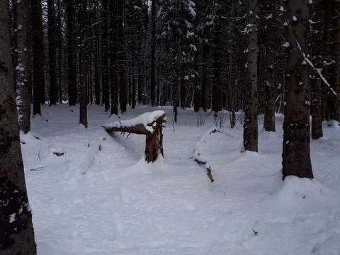 Snow on trees in the forest Stock Photos
