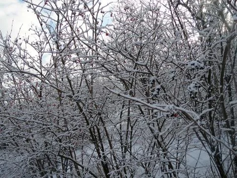 Snow on trees in the forest Stock Photos