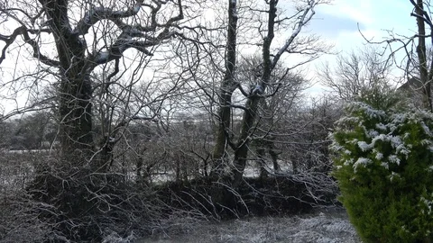 Snow on trees melting Stock-Footage 86869648
