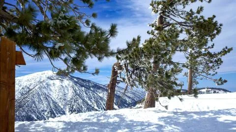 Snow Trees On A Mountain Top Stock Photos