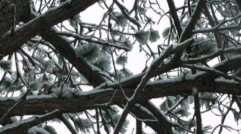 Snow Trees Moving Pan.mp4 Stock Footage 49107997