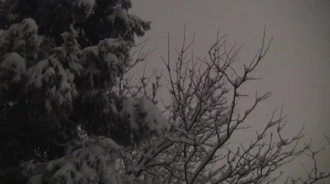 Snow trees night 20s Stock Footage 623450