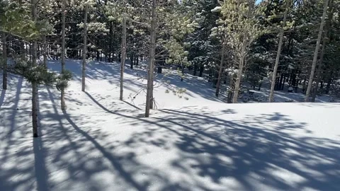 Snow with trees pan medium shot Vídeos de archivo 149544871