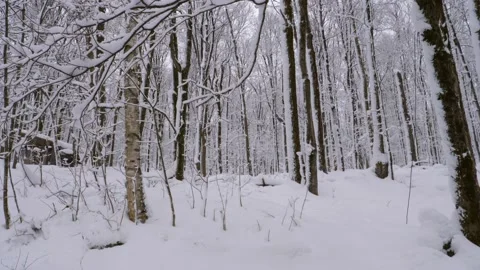 Snow on trees panning up 1 Stock Footage 226645227