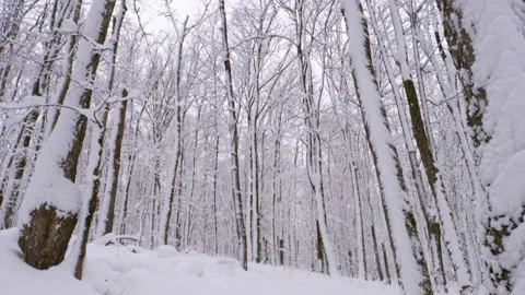 Snow on trees panning up 2 Stock Footage 226645226