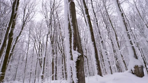 Snow on trees panning up and right Stock Footage 226645219