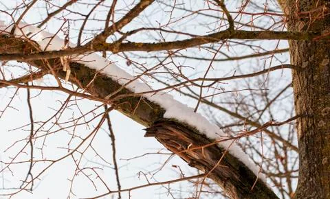 Snow on trees Foto stock