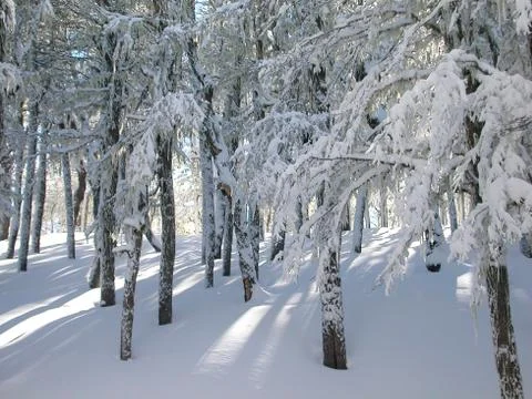 Snow trees Stock Photos