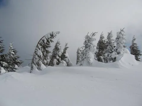 Snow trees Stock Photos
