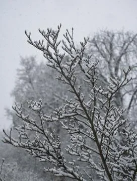 Snow on Trees Foto stock