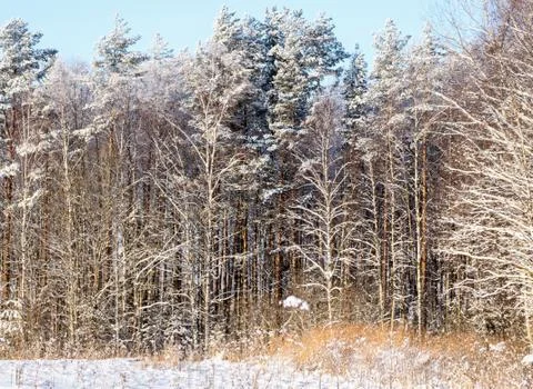 Snow on the trees. Photos