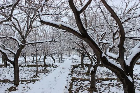 Snow on trees Stock Photos