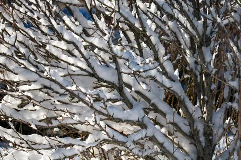 Snow in the trees Foto stock