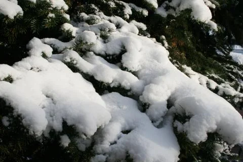 Snow on the trees Stock Photos