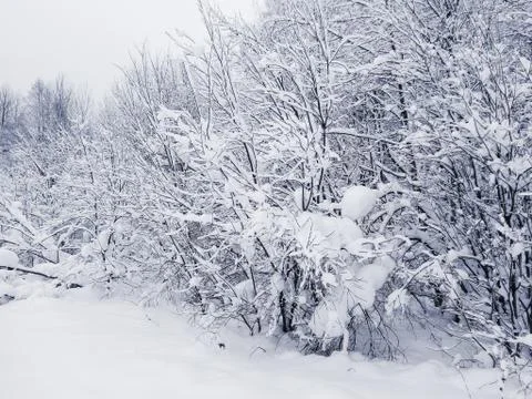 Snow on the trees. Stock Photos