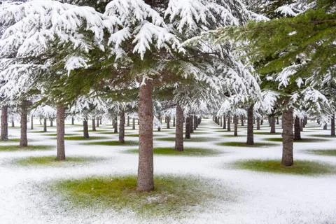 Snow on trees Stock Photos