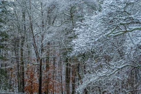Snow on the trees Stock Photos