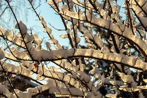 Snow on the trees Stock Photos