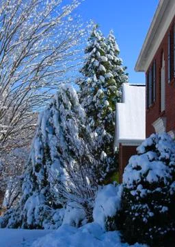 Snow in the trees Stock Photos