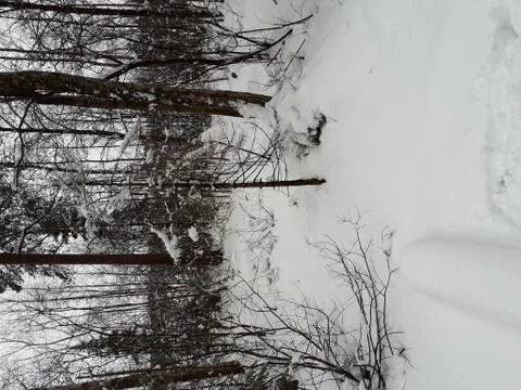 Snow on trees Stock Photos