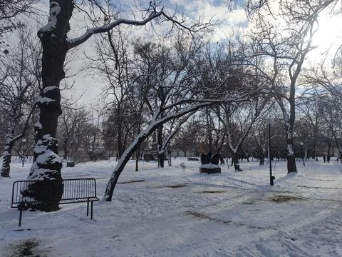 Snow trees Fotos de archivo