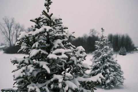 Snow trees Stock Photos