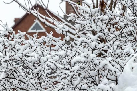 Snow on the trees Stock Photos