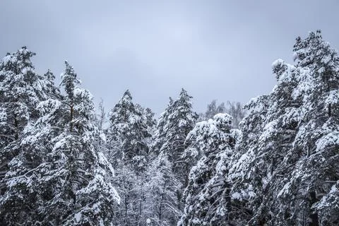 Snow on the trees Stock Photos