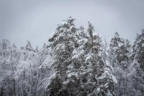 Snow on the trees Stock Photos