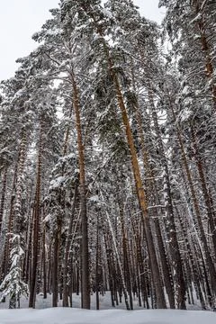Snow on the trees Stock Photos