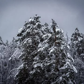 Snow on the trees Stock Photos