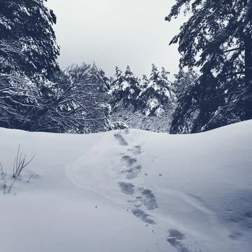 Snow on the trees Foto stock