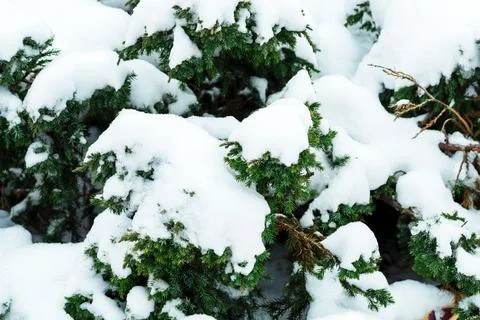 Snow on the trees. Stock Photos
