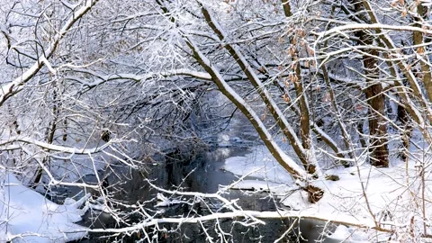 Snow on Trees by the River Stock Footage 166695854