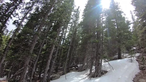 Snow Trees Sun 스톡 동영상 133363776