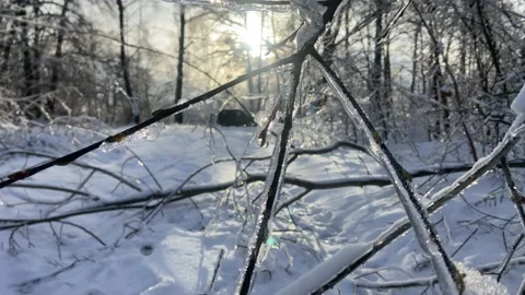 Snow trees in the sunset. Stock Footage 223555449