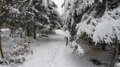 Snow Trees Tracking Shot 1 動画素材 36788293