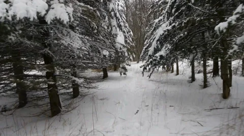 Snow Trees Tracking Shot 2 動画素材 36788304