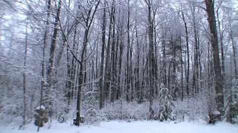 Snow in trees with train whistle in background Video stock 9577313