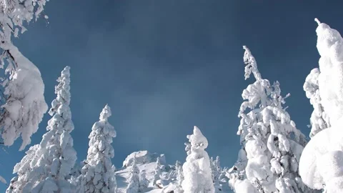 Snow trees under bright blue sky. Clouds pass over tops Stock Footage 150472646
