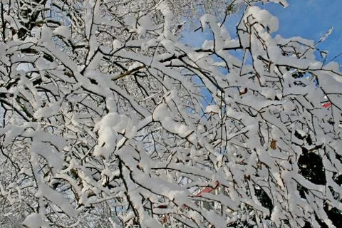 Snow on trees in winter Stock Photos