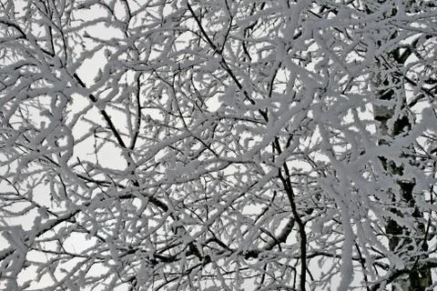 Snow on trees in winter Stock Photos