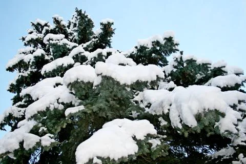 Snow on trees in winter Stock Photos