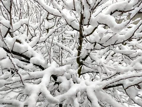 Snow on the trees in winter Photos