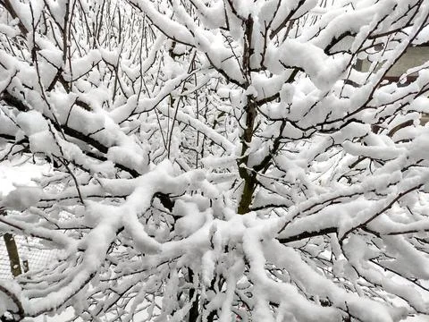 Snow on the trees in winter Stock Photos
