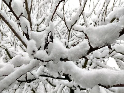 Snow on the trees in winter 写真素材