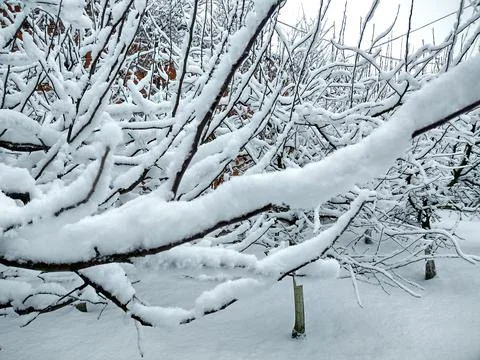 Snow on the trees in winter Fotos de archivo
