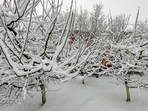 Snow on the trees in winter Stock Photos