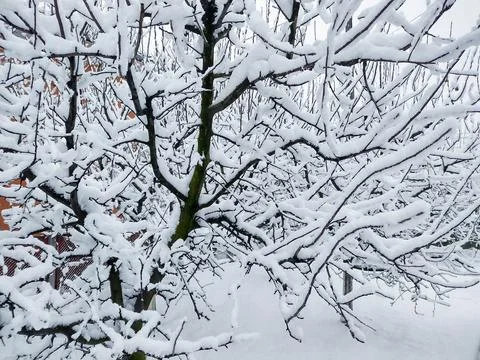 Snow on the trees in winter 写真素材