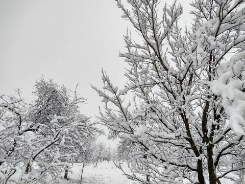 Snow on the trees in winter Stock Photos